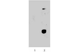 K-562 cells were either left untreated (lane 1) or treated (lane 2) with 1. (STAT4 antibody  (pTyr693))