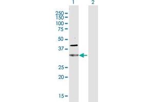 Western Blot analysis of CDC34 expression in transfected 293T cell line by CDC34 MaxPab polyclonal antibody.