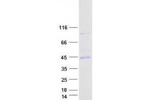 Validation with Western Blot (PRKACA Protein (Transcript Variant 1) (Myc-DYKDDDDK Tag))