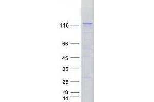 Validation with Western Blot (PLCL2 Protein (Transcript Variant 2) (Myc-DYKDDDDK Tag))