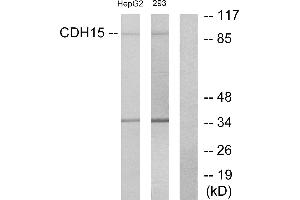 Western blot analysis of extracts from HepG2 cells and 293 cells, using CDH15 antibody. (CDH15 antibody  (Internal Region))