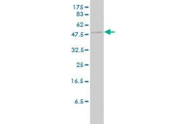 KRT23 antibody  (AA 1-422)