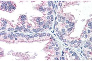 Human Prostate; Immunohistochemistry with Human Prostate lysate tissue at an antibody concentration of 5. (NAB1 antibody  (N-Term))