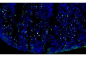 Immunofluorescence Microscopy of Mouse Anti-BrdU antibody. (BrdU antibody)