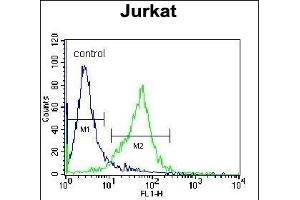 GCLC Antibody (N-term) (ABIN655884 and ABIN2845285) flow cytometric analysis of Jurkat cells (right histogram) compared to a negative control cell (left histogram). (GCLC antibody  (N-Term))