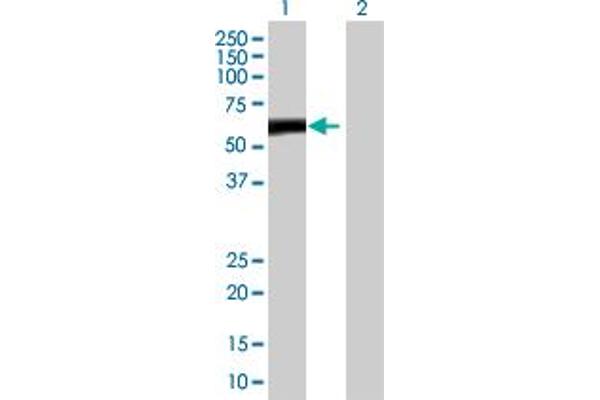 ZBTB8A anticorps  (AA 1-441)