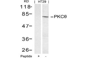 Image no. 2 for anti-Protein Kinase C, theta (PRKCQ) (AA 693-697) antibody (ABIN197400)