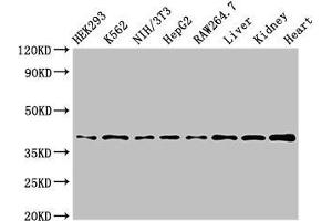 Western Blot Positive WB detected in: HEK293 whole cell lysate, K562 whole cell lysate, NIH/3T3 whole cell lysate, HepG2 whole cell lysate, RAW264. (POLR1C antibody  (AA 125-230))