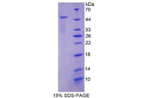 SDS-PAGE (SDS) image for Interferon Regulatory Factor 3 (IRF3) (AA 1-406) protein (His tag) (ABIN1980964) (IRF3 Protein (AA 1-406) (His tag))