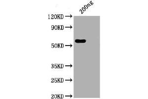 WB of recombinant SARS-CoV-2 Nucleocapsid antibody (ABIN6952664) (Recombinant SARS-CoV-2 Nucleocapsid antibody  (AA 1-419) (Fc Tag))