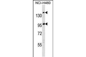 Western blot analysis in NCI-H460 cell line lysates (35ug/lane). (SSC5D antibody  (AA 869-897))
