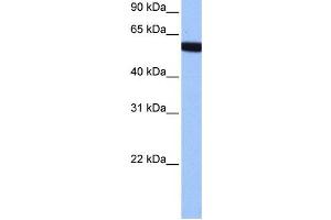 Western Blotting (WB) image for anti-Zinc Finger Protein 891 (ZNF891) antibody (ABIN2459454) (Zinc Finger Protein 891 (ZNF891) antibody)