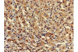 Immunohistochemistry of paraffin-embedded human adrenal gland tissue using ABIN7175966 at dilution of 1:100 (ZBTB16 antibody  (AA 126-420))