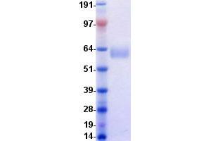 Validation with Western Blot (AXL Protein (DYKDDDDK-His Tag))