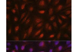 Immunofluorescence analysis of U2OS cells using CETN3 Polyclonal Antibody at dilution of 1:100. (CETN3 antibody)