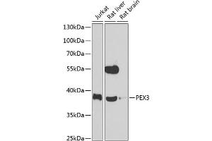Western blot analysis of extracts of various cell lines, using PEX3 antibody (ABIN6128533, ABIN6145466, ABIN6145467 and ABIN6223201) at 1:1000 dilution. (PEX3 antibody  (AA 144-373))