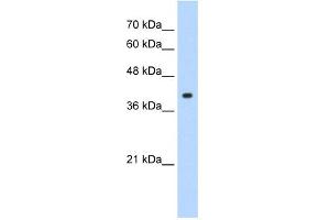 WB Suggested Anti-CREB1 Antibody Titration: 1. (CREB1 antibody  (N-Term))