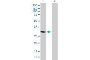 Western Blot analysis of COPS7B expression in transfected 293T cell line by COPS7B MaxPab polyclonal antibody. (COPS7B antibody  (AA 1-264))