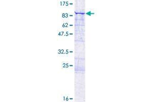 CCDC138 Protein (AA 1-577) (GST tag)