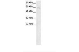 Image no. 3 for anti-Forkhead Box G1 (FOXG1) (AA 139-169) antibody (ABIN202606) (FOXG1 antibody  (AA 139-169))