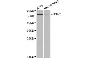 Western blot analysis of extracts of various cell lines, using BNIP3 Antibody (ABIN5973321) at 1/1000 dilution. (BNIP3 antibody)