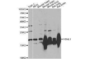 Western blot analysis of extracts of various cell lines, using VSNL1 Antibody (ABIN5975857) at 1/1000 dilution. (VSNL1 antibody)