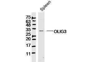 Mouse spleen lysates probed with OLIG3 Polyclonal Antibody, Unconjugated  at 1:300 dilution and 4˚C overnight incubation. (OLIG3 antibody  (AA 51-150))