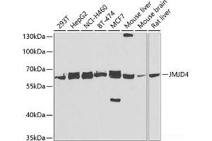 Western blot analysis of extracts of various cell lines using JMJD4 Polyclonal Antibody at dilution of 1:5000. (JMJD4 antibody)