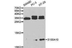 Western blot analysis of extracts of various cell lines, using S100A10 antibody. (S100A10 antibody  (AA 1-97))
