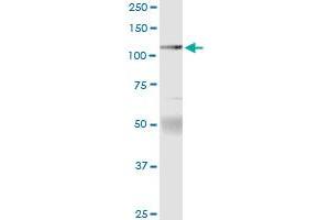 Immunoprecipitation of PTPRN2 transfected lysate using anti-PTPRN2 MaxPab rabbit polyclonal antibody and Protein A Magnetic Bead , and immunoblotted with PTPRN2 purified MaxPab mouse polyclonal antibody (B01P) . (PTPRN2 antibody  (AA 1-986))