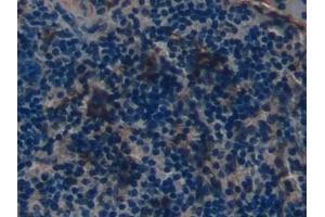 Detection of DEFb2 in Mouse Spleen Tissue using Polyclonal Antibody to Defensin Beta 2 (DEFb2) (beta 2 Defensin antibody  (AA 21-71))