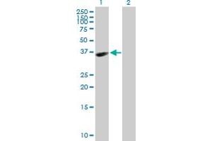 Western Blot analysis of HAPLN3 expression in transfected 293T cell line by HAPLN3 MaxPab polyclonal antibody. (HAPLN3 antibody  (AA 1-360))