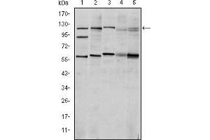 Western blot analysis using HIF1A mouse mAb against Cos7 (1), Hela (2), Jurkat (3), RAJI (4) and NIH/3T3 (5) cell lysate. (HIF1A antibody)