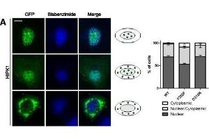 Immunofluorescence (IF) image for anti-Green Fluorescent Protein (GFP) antibody (ABIN100085)