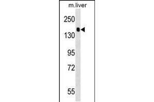 Western blot analysis in mouse liver tissue lysates (35ug/lane). (PPFIA2 antibody  (AA 571-599))