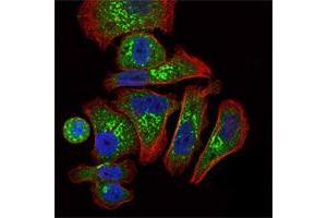 Immunofluorescence analysis of GC7901 cells using EPO mouse mAb (green). (EPO antibody)
