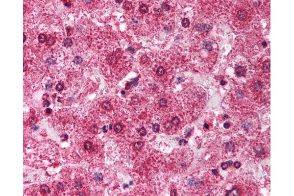 TRIM14 antibody  (AA 116-165)