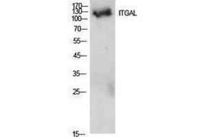 Western Blotting (WB) image for anti-Integrin alpha-L (ITGAL) (Internal Region) antibody (ABIN3181431)
