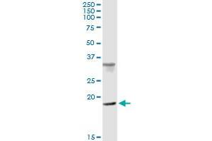 Immunoprecipitation of CENPM transfected lysate using anti-CENPM MaxPab rabbit polyclonal antibody and Protein A Magnetic Bead , and immunoblotted with CENPM purified MaxPab mouse polyclonal antibody (B01P) . (CENPM antibody  (AA 1-180))