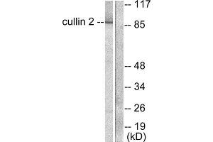 Western Blotting (WB) image for anti-Cullin 2 (CUL2) (C-Term) antibody (ABIN1848491) (Cullin 2 antibody  (C-Term))