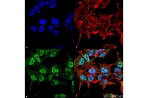 Immunocytochemistry/Immunofluorescence analysis using Mouse Anti-GABA-A Receptor Alpha2 Monoclonal Antibody, Clone S399-19 . (GABRA1 antibody  (AA 350-385) (PerCP))