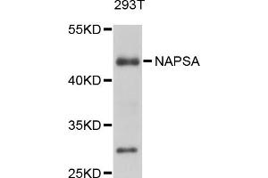 Western blot analysis of extracts of 293T cells, using NAPSA antibody (ABIN4904494) at 1:1000 dilution.