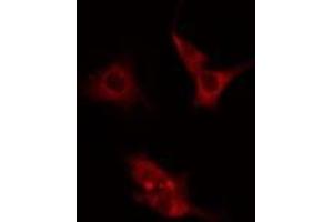 ABIN6275582 staining  Hela cells by IF/ICC. (NHE7 antibody  (Internal Region))