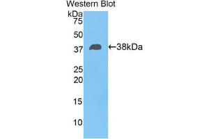 Western Blotting (WB) image for anti-Fibulin 4 (FBLN4) (AA 136-225) antibody (ABIN1858817) (FBLN4 antibody  (AA 136-225))