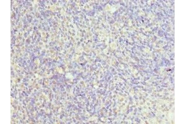 CHMP2B antibody  (AA 1-213)