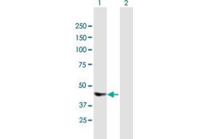 Western Blot analysis of DEPDC6 expression in transfected 293T cell line by DEPDC6 MaxPab polyclonal antibody. (DEPTOR antibody  (AA 1-409))