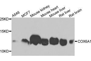 Western blot analysis of extracts of various cell lines, using COX6A1 antibody (ABIN5971990) at 1/1000 dilution. (COX6A1 antibody)