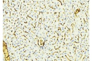 ABIN6275826 at 1/100 staining Mouse liver tissue by IHC-P. (CYP8B1 antibody  (Internal Region))