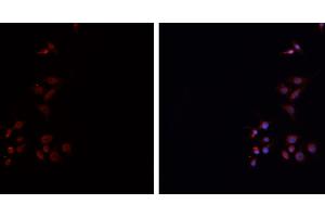 ABIN6276738 staining HEPG2 cells by IF/ICC. (HLA-DRA antibody)