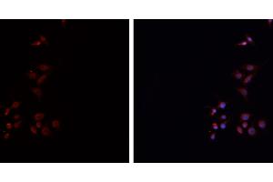 ABIN6276738 staining HEPG2 cells by IF/ICC. (HLA-DRA antibody)